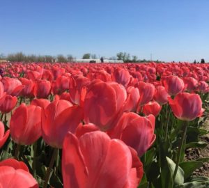 Фестиваль тюльпанов в Любимовке с клубом путешественников Котигорошко